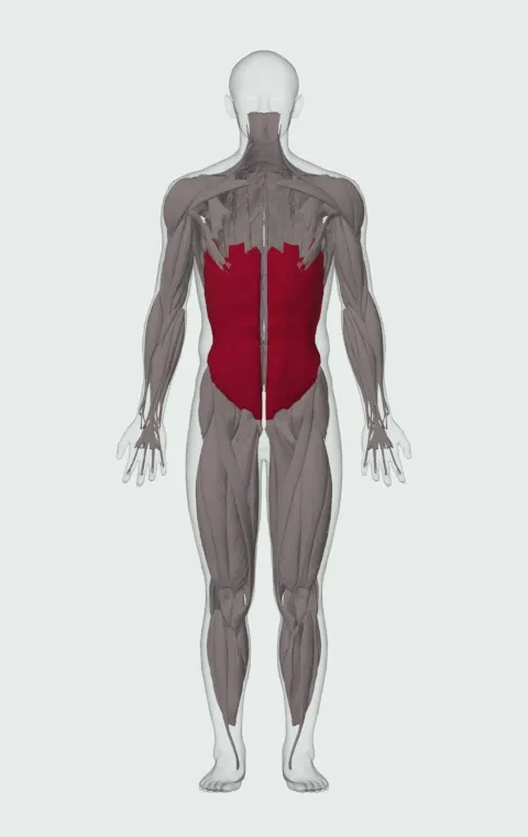 Cable Judo Flip: the muscles it trains, from the front. Primary — Rectus Abdominis, External Oblique and Internal Oblique.