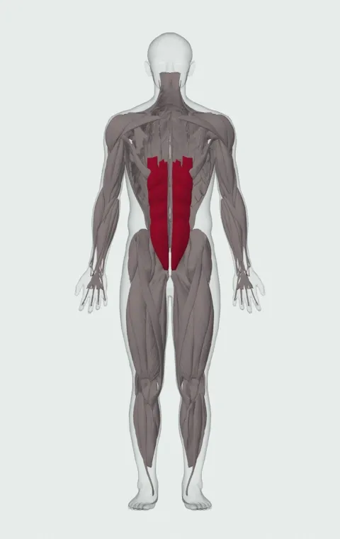 Cable Reverse Crunch: the muscles it trains, from the front. Primary — Rectus Abdominis.