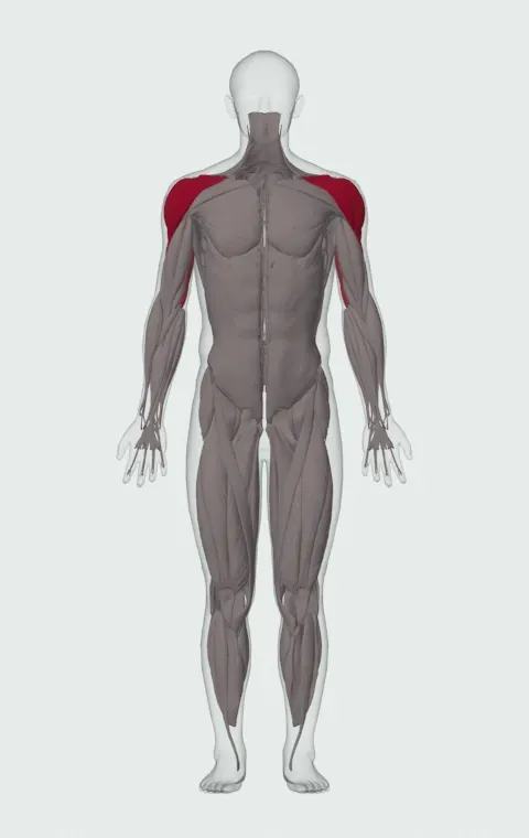Cable Shoulder Press: the muscles it trains, from the front. Primary — Anterior Deltoid, Lateral Deltoid and Posterior Deltoid. Also worked — Long Head, Lateral Head and Medial Head.