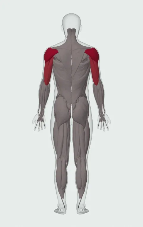 Cable Shoulder Press: the muscles it trains, from behind. Primary — Anterior Deltoid, Lateral Deltoid and Posterior Deltoid. Also worked — Long Head, Lateral Head and Medial Head.