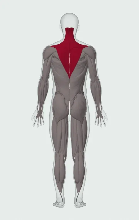 Cable Shrug: the muscles it trains, from behind. Primary — Upper Trapezius, Middle Trapezius and Lower Trapezius. Also worked — Levator Scapulae.