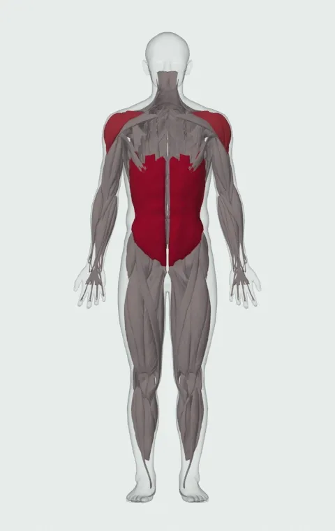 Cable Woodchop: the muscles it trains, from the front. Primary — Rectus Abdominis, External Oblique and Internal Oblique. Also worked — Anterior Deltoid, Lateral Deltoid and Posterior Deltoid.