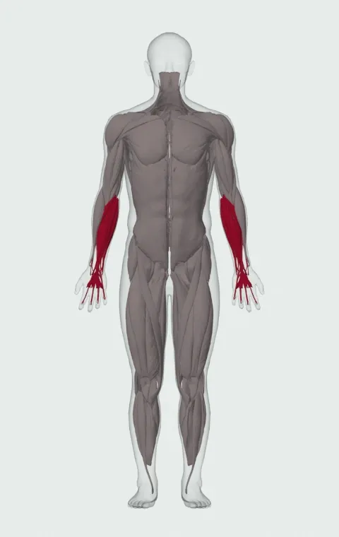 Cable Wrist Curl: the muscles it trains, from the front. Primary — Forearm Flexors. Also worked — Forearm Extensors.