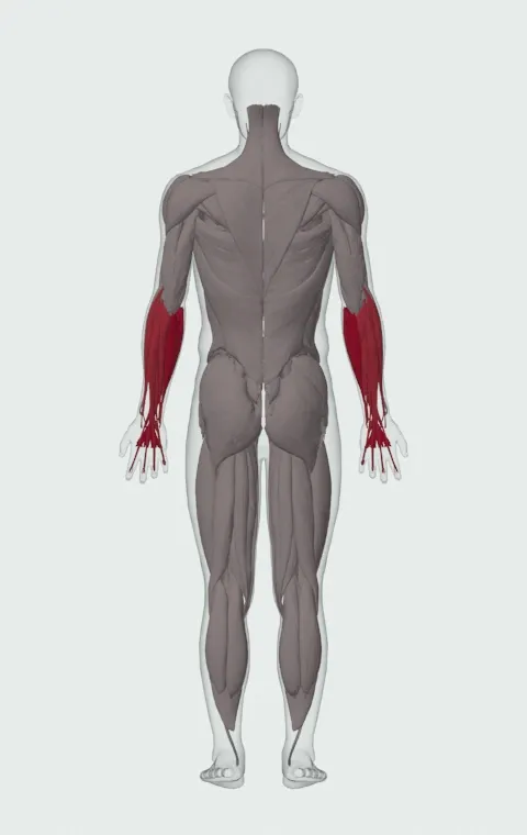 Cable Wrist Curl: the muscles it trains, from behind. Primary — Forearm Flexors. Also worked — Forearm Extensors.