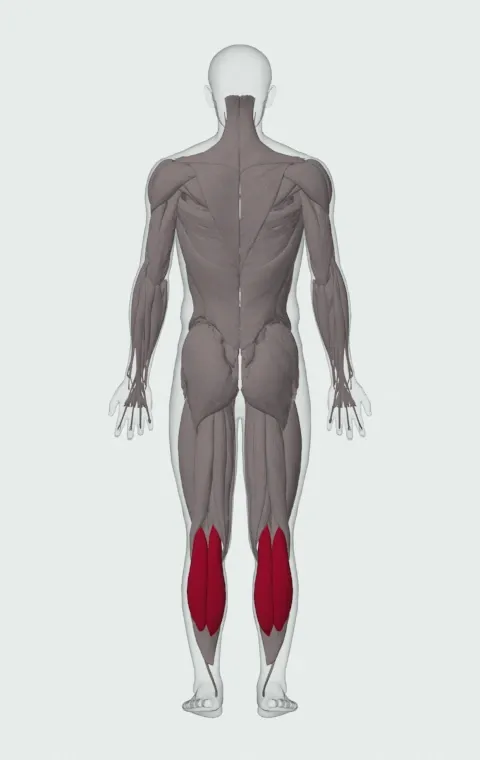 Calf Raise On A Dumbbell: the muscles it trains, from behind. Primary — Gastrocnemius.