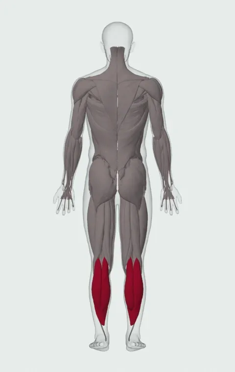 Calves: its 2 muscles highlighted on an anatomical figure, from behind — Gastrocnemius and Soleus.