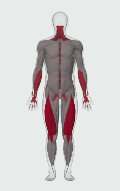 Car Deadlift: the muscles it trains, from the front. Primary — Rectus Femoris, Vastus Lateralis, Vastus Medialis and Vastus Intermedius. Also worked — Forearm Flexors, Forearm Extensors, Gluteus Maximus, Gluteus Medius and 9 more.
