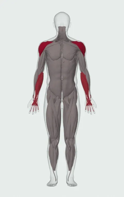 Car Drivers: the muscles it trains, from the front. Primary — Anterior Deltoid, Lateral Deltoid and Posterior Deltoid. Also worked — Forearm Flexors and Forearm Extensors.