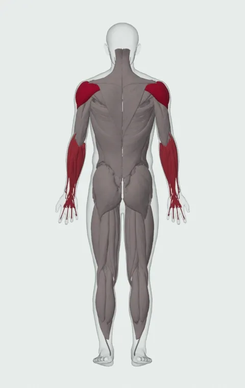 Car Drivers: the muscles it trains, from behind. Primary — Anterior Deltoid, Lateral Deltoid and Posterior Deltoid. Also worked — Forearm Flexors and Forearm Extensors.