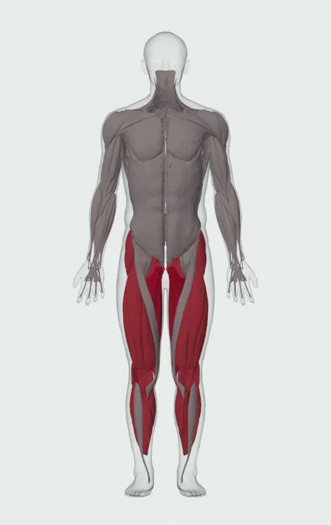 Carioca: the muscles it trains, from the front. Primary — Adductor Magnus, Adductor Longus, Adductor Brevis and Gracilis. Also worked — Rectus Abdominis, Gluteus Medius, Gluteus Minimus, Tensor Fasciae Latae and 11 more.