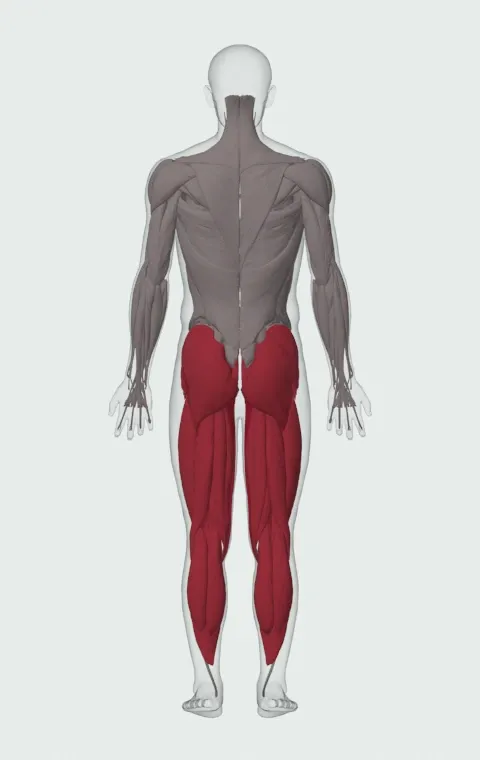 Carioca: the muscles it trains, from behind. Primary — Adductor Magnus, Adductor Longus, Adductor Brevis and Gracilis. Also worked — Rectus Abdominis, Gluteus Medius, Gluteus Minimus, Tensor Fasciae Latae and 11 more.