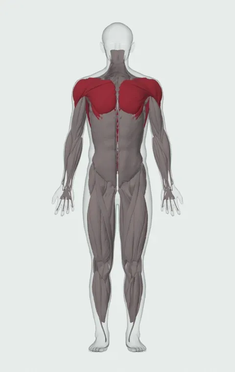 Catch and Overhead Throw: the muscles it trains, from the front. Primary — Latissimus Dorsi. Also worked — Rectus Abdominis, Clavicular Head, Sternocostal Head, Abdominal Head and 3 more.