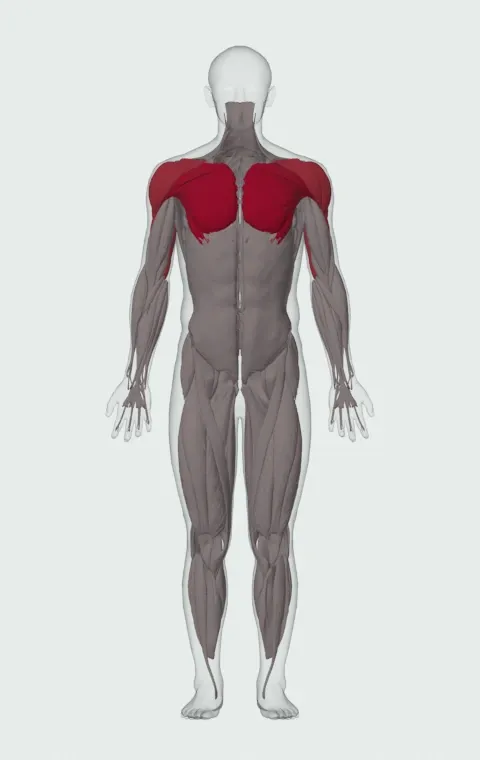 Chain Press: the muscles it trains, from the front. Primary — Clavicular Head, Sternocostal Head and Abdominal Head. Also worked — Anterior Deltoid, Lateral Deltoid, Posterior Deltoid, Long Head and 2 more.