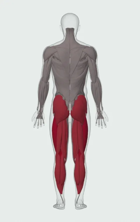 Chair Squat: the muscles it trains, from behind. Primary — Rectus Femoris, Vastus Lateralis, Vastus Medialis and Vastus Intermedius. Also worked — Gastrocnemius, Soleus, Gluteus Maximus, Gluteus Medius and 5 more.
