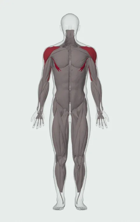 Chest Dip: the muscles it trains, from the front. Primary — Abdominal Head. Also worked — Anterior Deltoid, Lateral Deltoid, Posterior Deltoid, Long Head and 2 more.