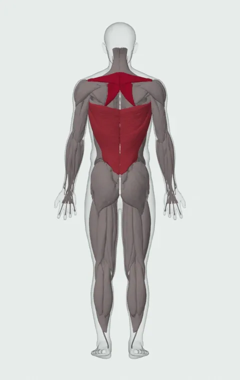 Chest-Supported T-Bar Row: the muscles it trains, from behind. Primary — Rhomboid Major, Rhomboid Minor and Middle Trapezius. Also worked — Long Head, Short Head and Latissimus Dorsi.