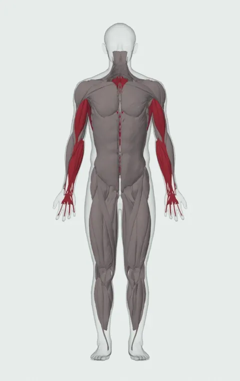 Chin-Up: the muscles it trains, from the front. Primary — Latissimus Dorsi. Also worked — Long Head, Short Head, Forearm Flexors, Forearm Extensors and 3 more.