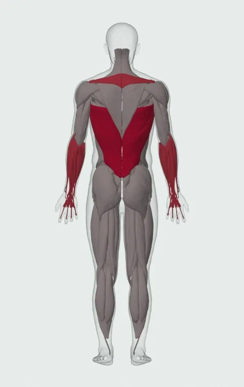 Chin-Up: the muscles it trains, from behind. Primary — Latissimus Dorsi. Also worked — Long Head, Short Head, Forearm Flexors, Forearm Extensors and 3 more.