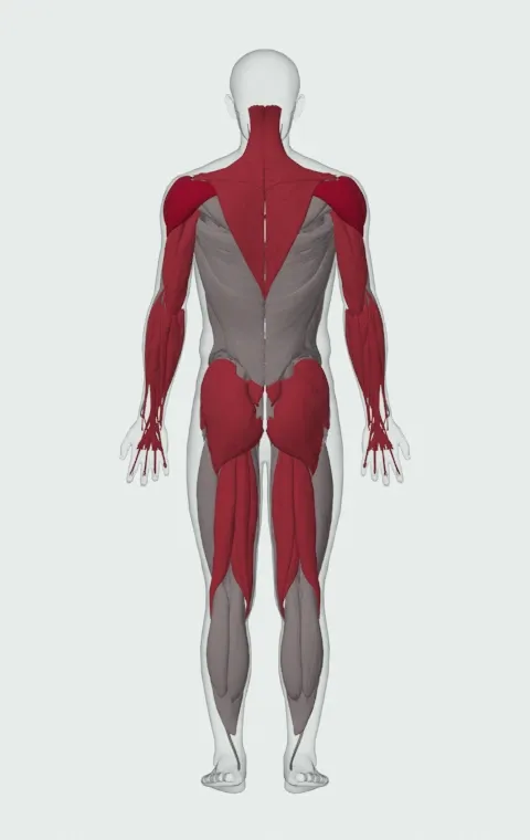 Circus Bell: the muscles it trains, from behind. Primary — Anterior Deltoid, Lateral Deltoid and Posterior Deltoid. Also worked — Forearm Flexors, Forearm Extensors, Gluteus Maximus, Gluteus Medius and 12 more.
