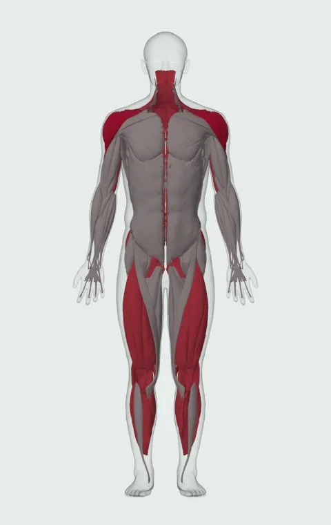 Clean and Press: the muscles it trains, from the front. Primary — Anterior Deltoid, Lateral Deltoid and Posterior Deltoid. Also worked — Rectus Abdominis, Gastrocnemius, Soleus, Gluteus Maximus and 19 more.