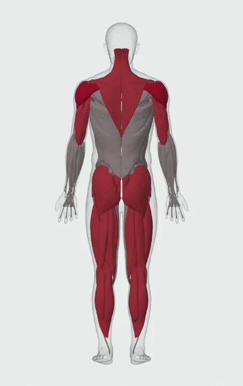 Clean and Press: the muscles it trains, from behind. Primary — Anterior Deltoid, Lateral Deltoid and Posterior Deltoid. Also worked — Rectus Abdominis, Gastrocnemius, Soleus, Gluteus Maximus and 19 more.