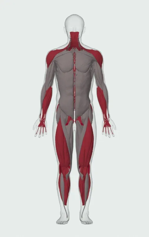 Clean: the muscles it trains, from the front. Primary — Biceps Femoris (Long Head), Biceps Femoris (Short Head), Semitendinosus and Semimembranosus. Also worked — Gastrocnemius, Soleus, Forearm Flexors, Forearm Extensors and 14 more.