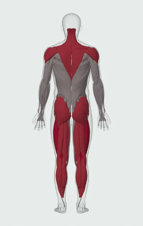 Clean from Blocks: the muscles it trains, from behind. Primary — Rectus Femoris, Vastus Lateralis, Vastus Medialis and Vastus Intermedius. Also worked — Gastrocnemius, Soleus, Gluteus Maximus, Gluteus Medius and 11 more.