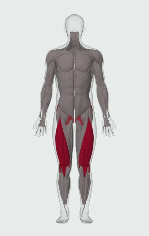 Clean-Grip Front Squat: the muscles it trains, from the front. Primary — Rectus Femoris, Vastus Lateralis, Vastus Medialis and Vastus Intermedius. Also worked — Rectus Abdominis, Gluteus Maximus, Gluteus Medius, Gluteus Minimus and 4 more.