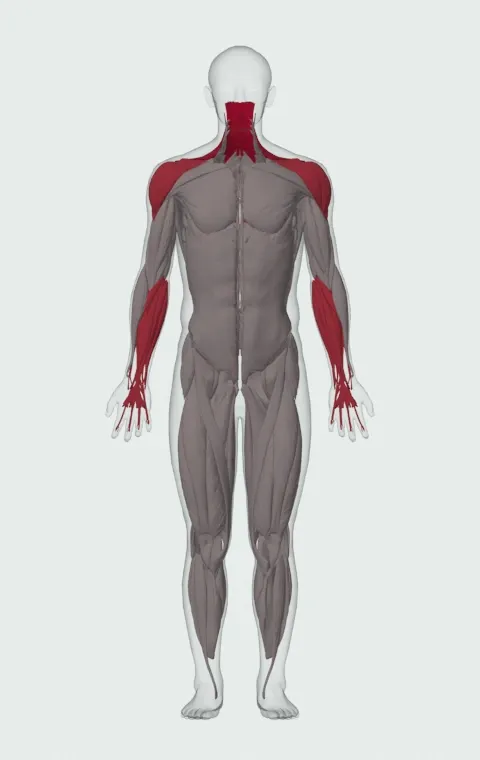 Clean Shrug: the muscles it trains, from the front. Primary — Upper Trapezius, Middle Trapezius and Lower Trapezius. Also worked — Forearm Flexors, Forearm Extensors, Anterior Deltoid, Lateral Deltoid and 1 more.