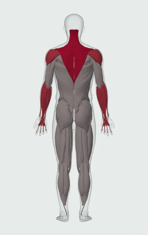 Clean Shrug: the muscles it trains, from behind. Primary — Upper Trapezius, Middle Trapezius and Lower Trapezius. Also worked — Forearm Flexors, Forearm Extensors, Anterior Deltoid, Lateral Deltoid and 1 more.