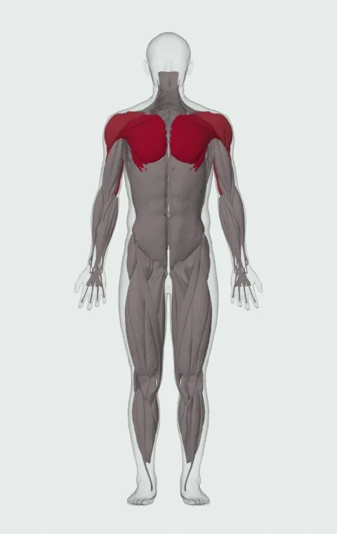 Clock Push-Up: the muscles it trains, from the front. Primary — Clavicular Head, Sternocostal Head and Abdominal Head. Also worked — Anterior Deltoid, Lateral Deltoid, Posterior Deltoid, Long Head and 2 more.