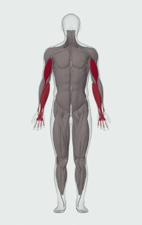 Close-Grip EZ-Bar Curl: the muscles it trains, from the front. Primary — Long Head and Short Head. Also worked — Forearm Flexors and Forearm Extensors.