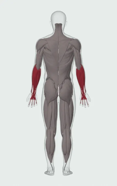 Close-Grip EZ-Bar Curl: the muscles it trains, from behind. Primary — Long Head and Short Head. Also worked — Forearm Flexors and Forearm Extensors.