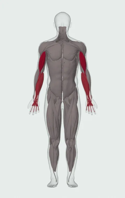 Close-Grip EZ-Bar Curl with Band: the muscles it trains, from the front. Primary — Long Head and Short Head. Also worked — Forearm Flexors and Forearm Extensors.