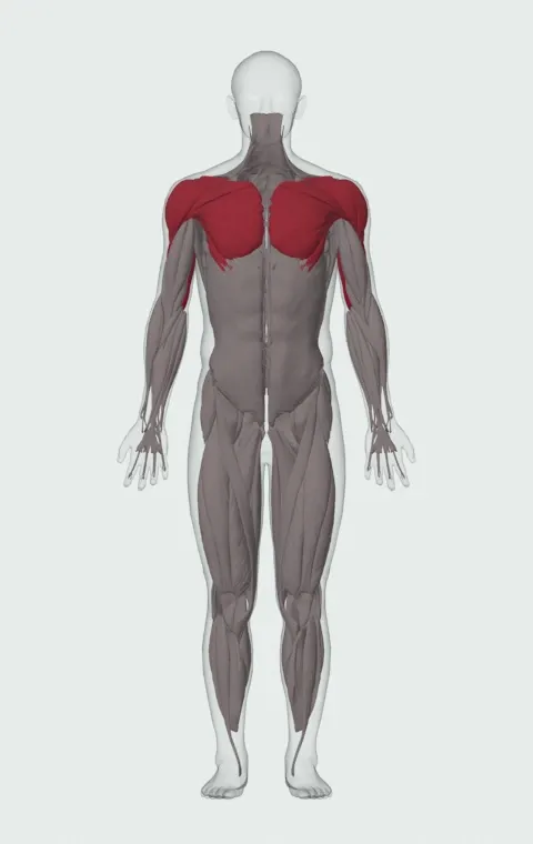 Close-Grip EZ-Bar Press: the muscles it trains, from the front. Primary — Long Head, Lateral Head and Medial Head. Also worked — Clavicular Head, Sternocostal Head, Abdominal Head, Anterior Deltoid and 2 more.