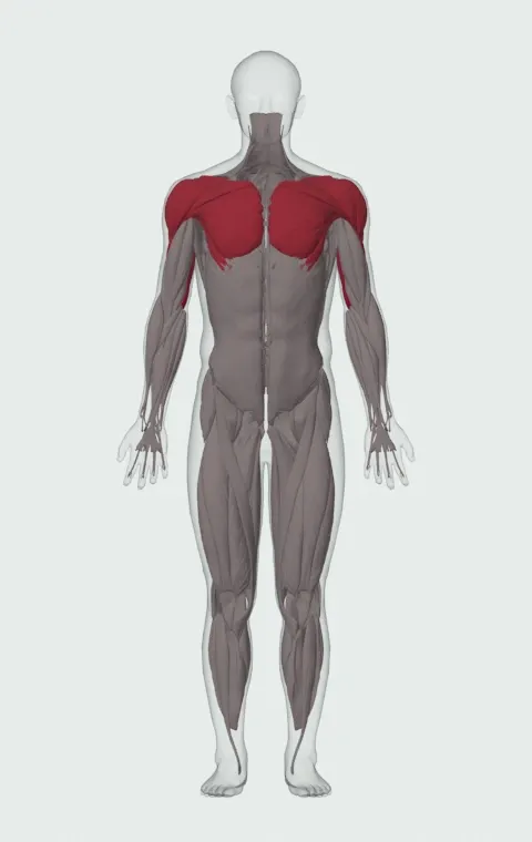 Close-Grip Push-Up: the muscles it trains, from the front. Primary — Long Head, Lateral Head and Medial Head. Also worked — Clavicular Head, Sternocostal Head, Abdominal Head, Anterior Deltoid and 2 more.