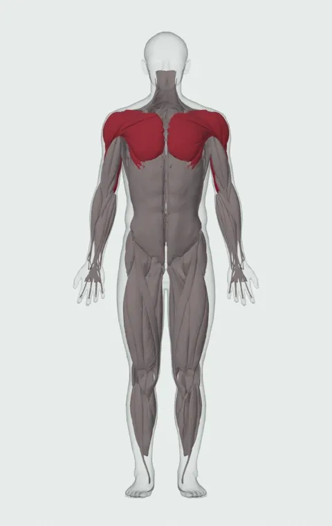 Close-Grip Push-Up off of a Dumbbell: the muscles it trains, from the front. Primary — Long Head, Lateral Head and Medial Head. Also worked — Rectus Abdominis, Clavicular Head, Sternocostal Head, Abdominal Head and 3 more.