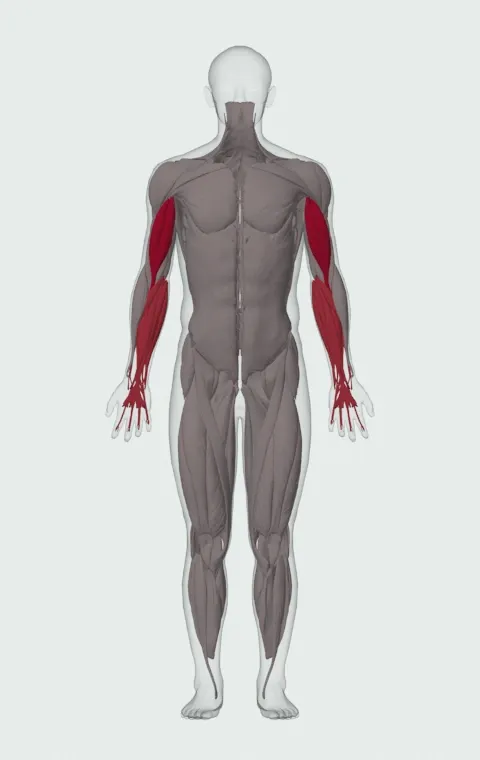 Close-Grip Standing Barbell Curl: the muscles it trains, from the front. Primary — Long Head and Short Head. Also worked — Forearm Flexors and Forearm Extensors.