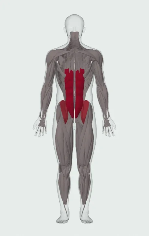 Cocoons: the muscles it trains, from the front. Primary — Rectus Abdominis. Also worked — Iliopsoas.