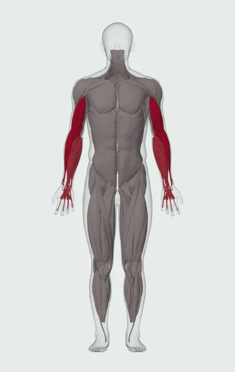 Cross-Body Hammer Curl: the muscles it trains, from the front. Primary — Long Head, Short Head, Brachialis and Brachioradialis. Also worked — Forearm Flexors and Forearm Extensors.