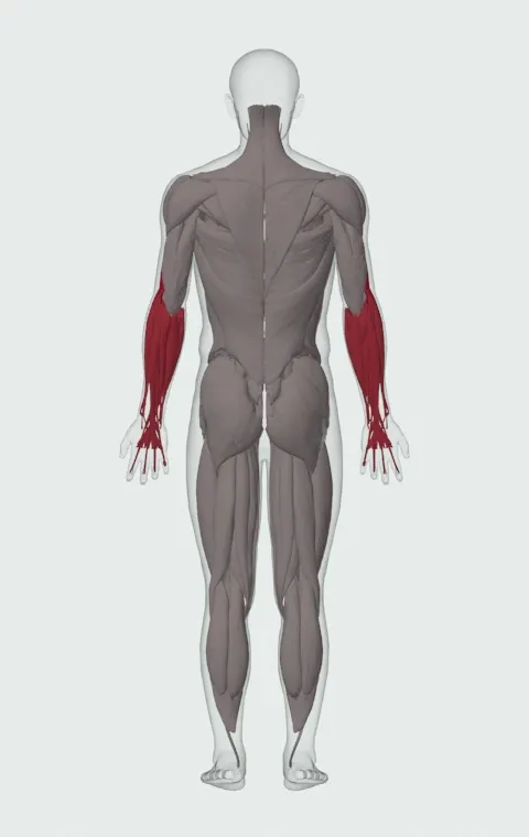 Cross-Body Hammer Curl: the muscles it trains, from behind. Primary — Long Head, Short Head, Brachialis and Brachioradialis. Also worked — Forearm Flexors and Forearm Extensors.