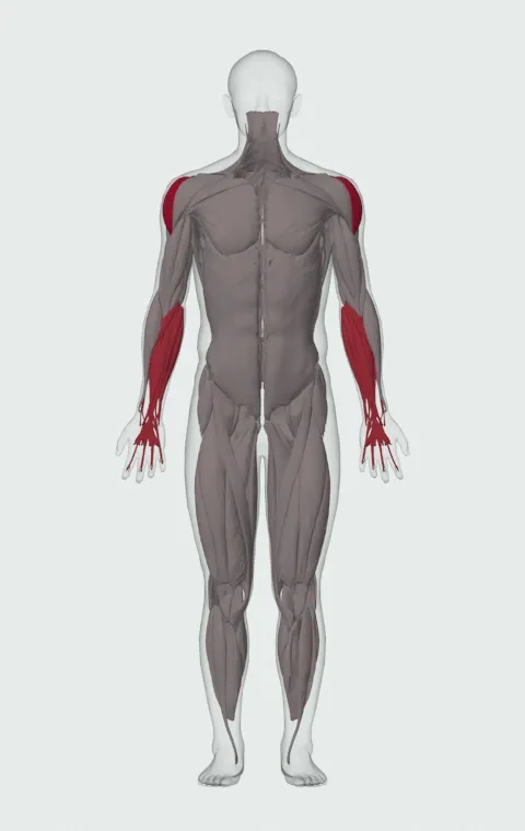 Crucifix: the muscles it trains, from the front. Primary — Lateral Deltoid. Also worked — Forearm Flexors and Forearm Extensors.
