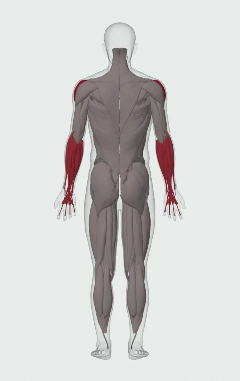 Crucifix: the muscles it trains, from behind. Primary — Lateral Deltoid. Also worked — Forearm Flexors and Forearm Extensors.