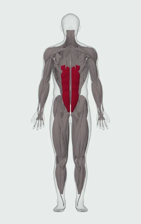 Crunch: the muscles it trains, from the front. Primary — Rectus Abdominis.