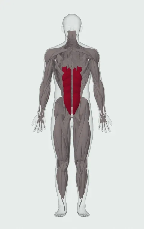 Crunch with Hands Overhead: the muscles it trains, from the front. Primary — Rectus Abdominis.