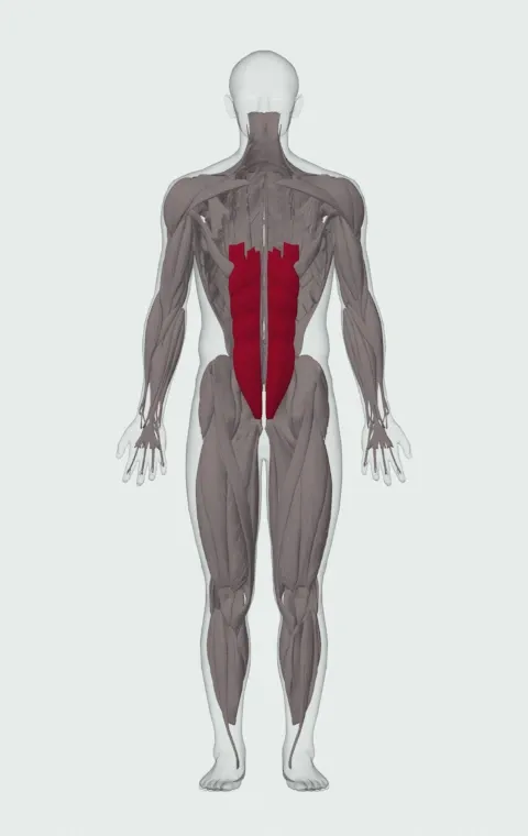 Crunch with Legs on an Exercise Ball: the muscles it trains, from the front. Primary — Rectus Abdominis.