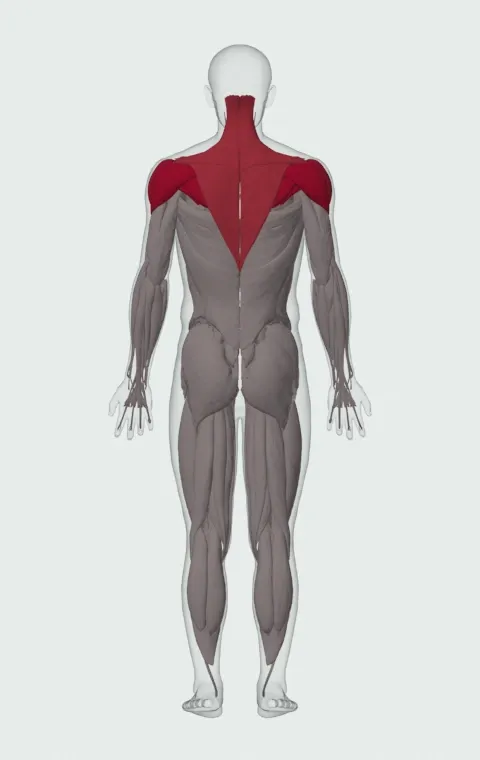 Cuban Press: the muscles it trains, from behind. Primary — Anterior Deltoid, Lateral Deltoid, Posterior Deltoid, Infraspinatus and 1 more. Also worked — Upper Trapezius, Middle Trapezius, Lower Trapezius and Supraspinatus.