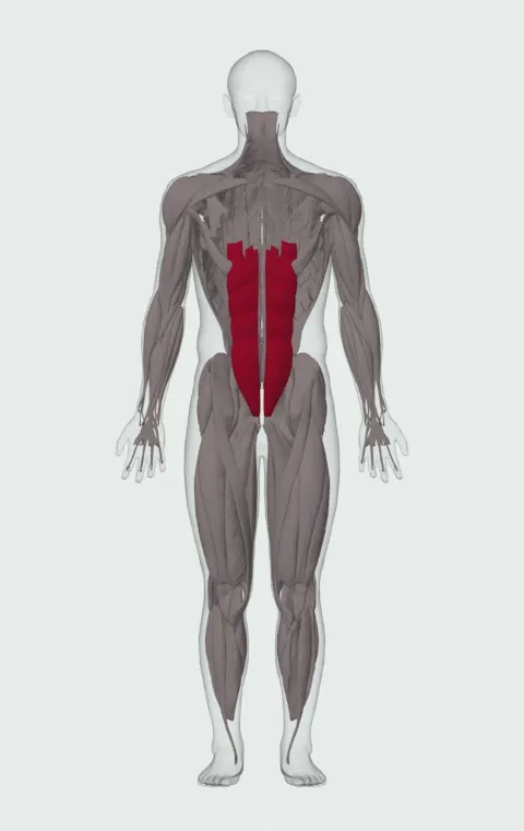 Dead Bug: the muscles it trains, from the front. Primary — Rectus Abdominis. Also worked — Transversus Abdominis. Transversus Abdominis is lifted away in this view to show what lies beneath.