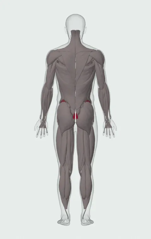 Dead Bug: the muscles it trains, from behind. Primary — Rectus Abdominis. Also worked — Transversus Abdominis.