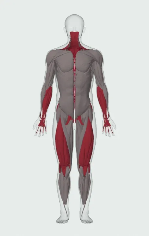 Deadlift with Bands: the muscles it trains, from the front. Primary — Erector Spinae. Also worked — Forearm Flexors, Forearm Extensors, Gluteus Maximus, Gluteus Medius and 14 more.